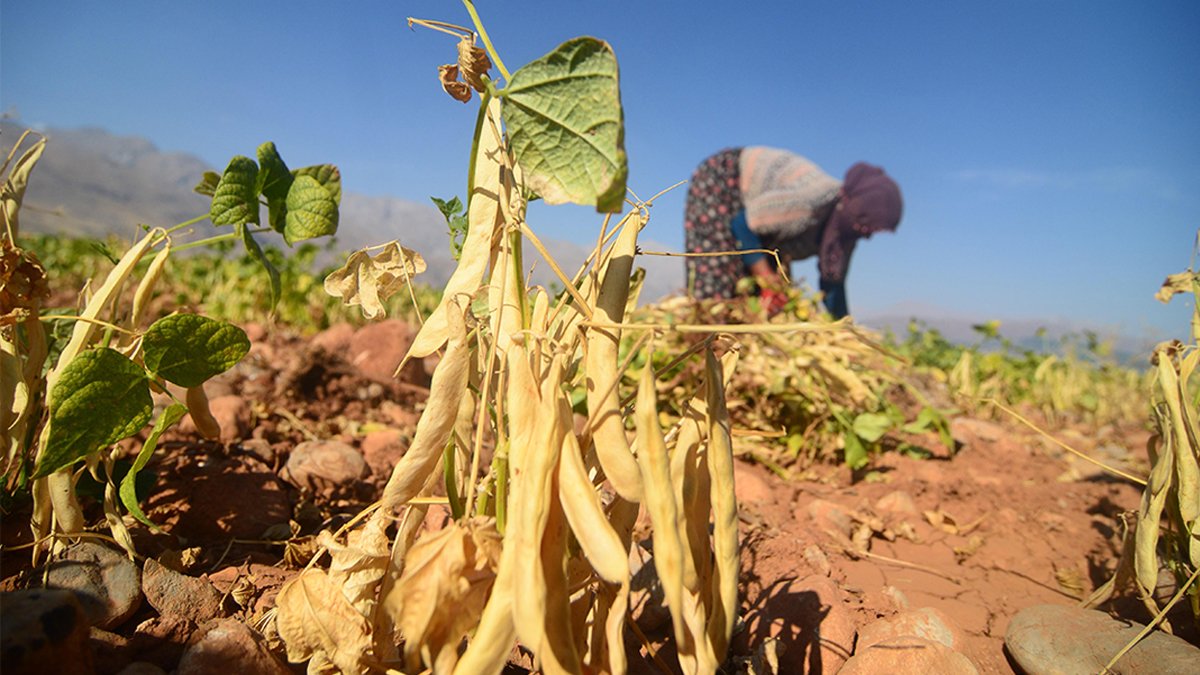 Tarlada ürünler yandı, fiyatlar uçtu