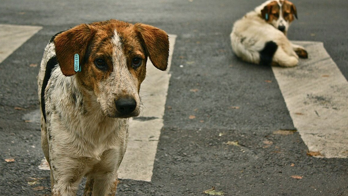 İngiltere modelinden vazgeçildi AK Parti'den sokak köpekleri teklifinde 'uyutma'da geri adım