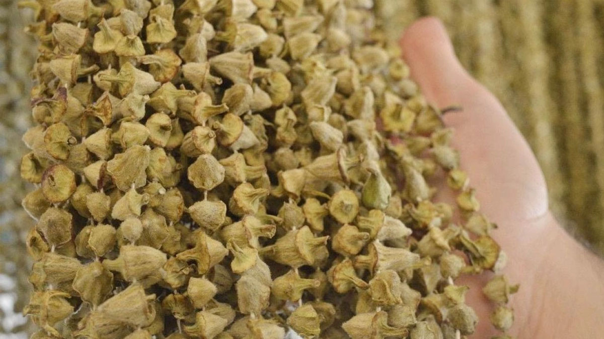 Ne çürüyor ne bozuluyor... Püf noktalarıyla bamya nasıl kurutulur? Tadı ve lezzeti katbekat artıyor!