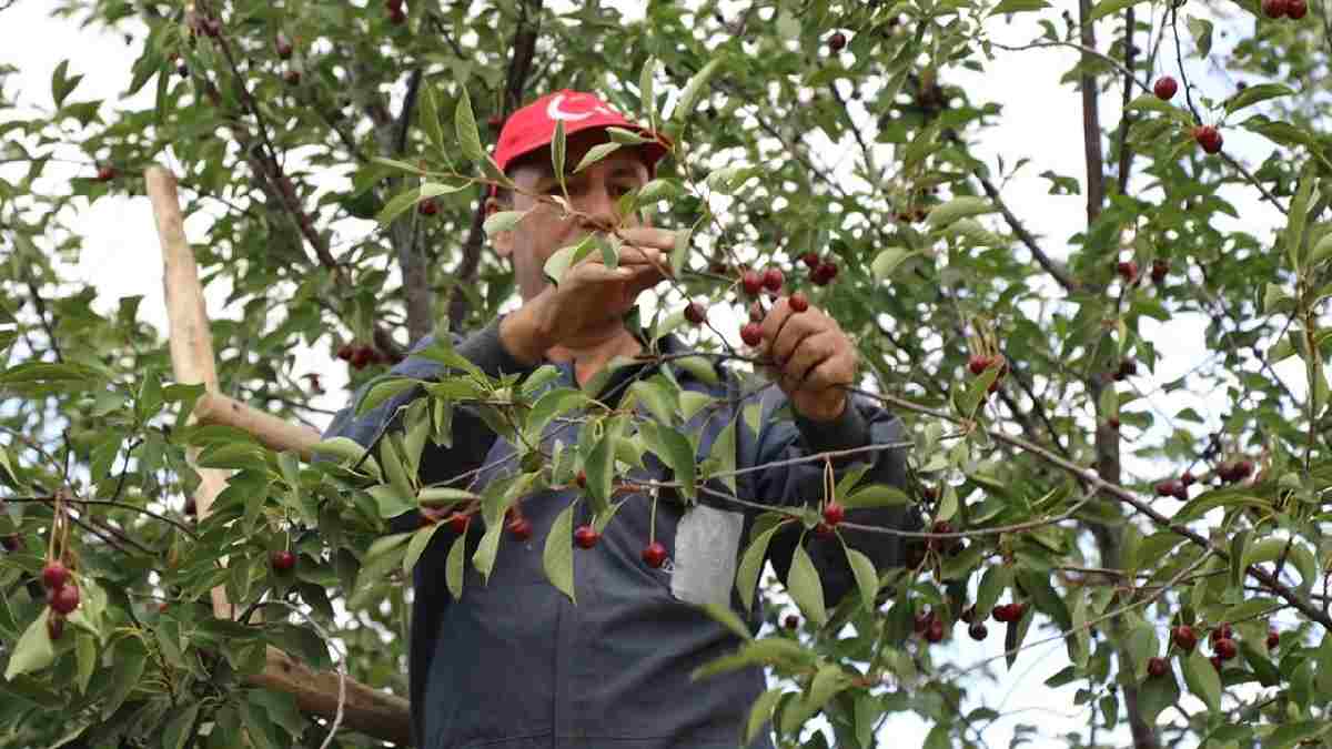 Ankara’da üretiliyor tescilli lezzetiyle biliniyor! 20 mahallede hummalı hasat: Sabah erkenden çıkıp toplanıyor