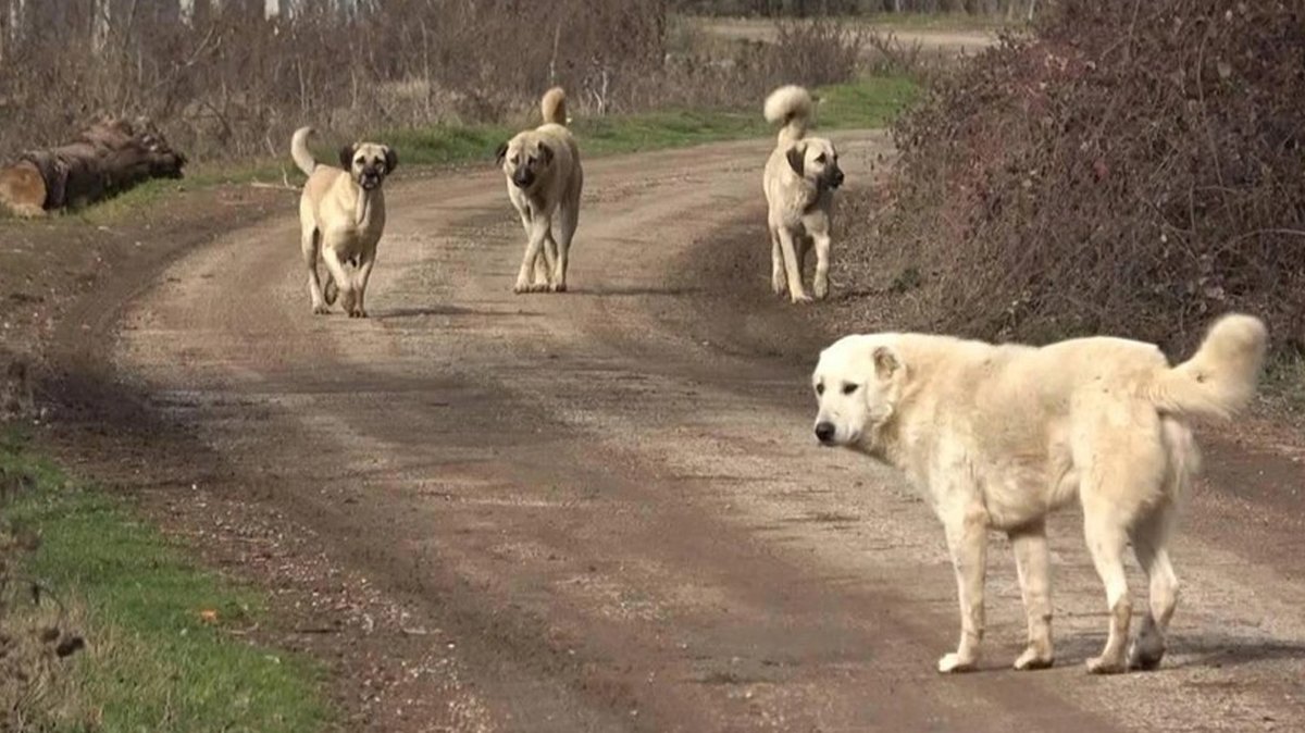 AK Parti'nin sokak hayvanları teklifi imzada! Düzenlemenin son hali ortaya çıktı