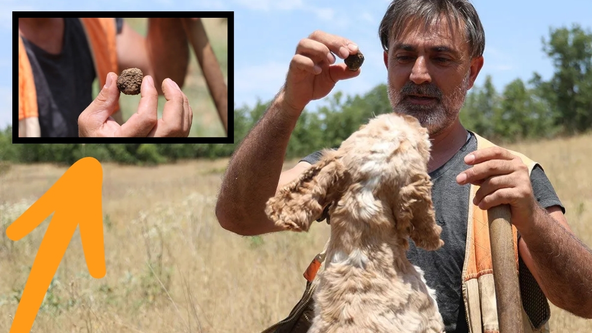 Şehir şehir dolaşıp elleriyle topluyor! Kara Elması 15 bin TL'den restoranlara satıyor