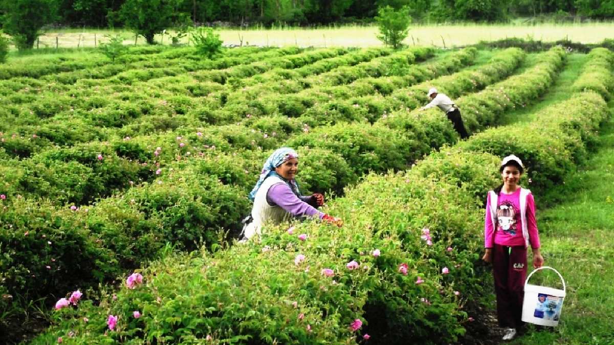 Herkes Türkiye’den almak için sıra bekliyor! Hem kalitesi hem de verimi yüksek oluyor! Türkiye’nin mis kokulu hasadı tamamlandı