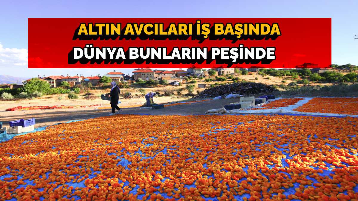 Güneşin altın yumurtası deniyor, 115’ten fazla ülkeye ihraç ediliyor! 40 bin aile bu işle geçimini sağlıyor