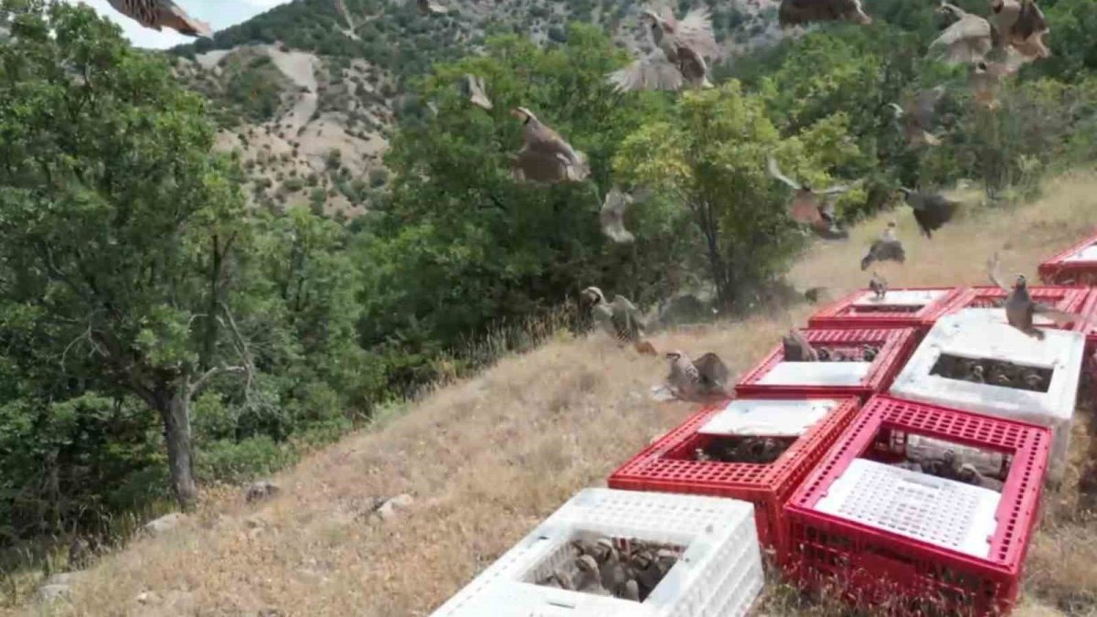 Yaban hayatına destek: Binlercesi doğaya salındı!