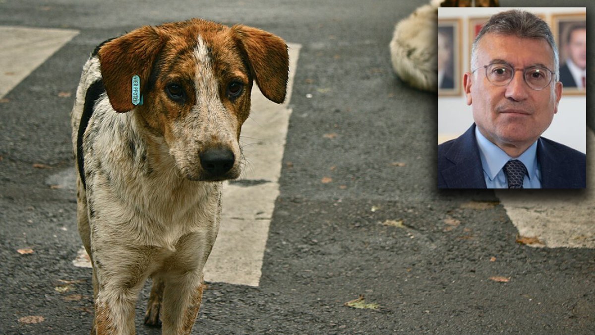 Sokak hayvanlarına yönelik kanun teklifi TBMM'de: Sahiplendirilemeyen köpekler itlaf edilecek
