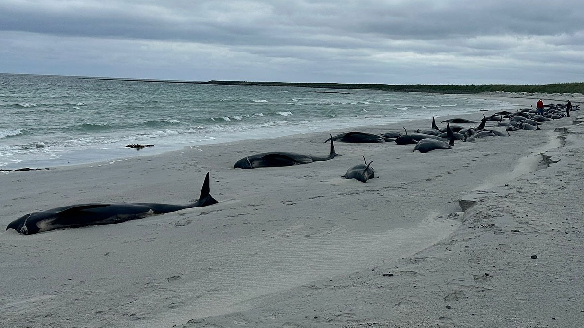 İskoçya'da kıyıya vuran 77 pilot balina öldü