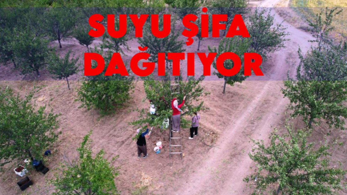 Ankara'da sabahın erken saatlerinde hasat telaşı başladı! Suyu şifa dağıtıyor