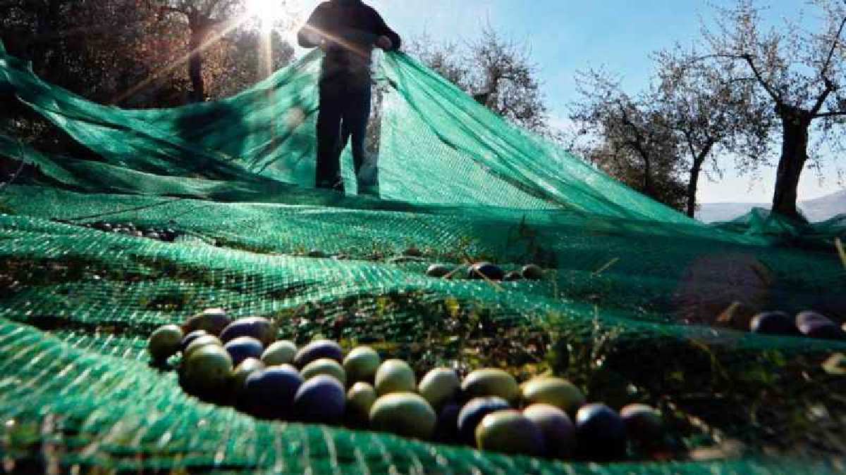 Aydın’da bolca var ama yiyen yok! Kilosu 120 TL’den satılıyor, uzmanlar bol bol tüketin diyor