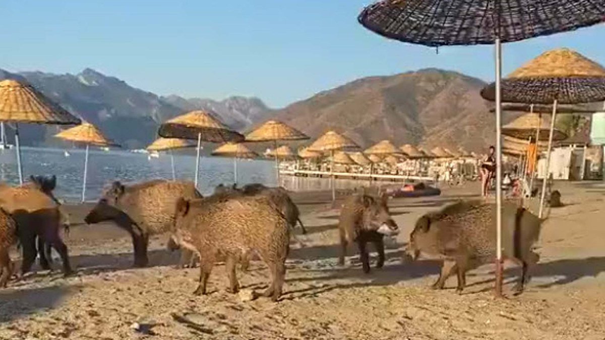 Domuz sürüsü Marmaris'te sahile indi