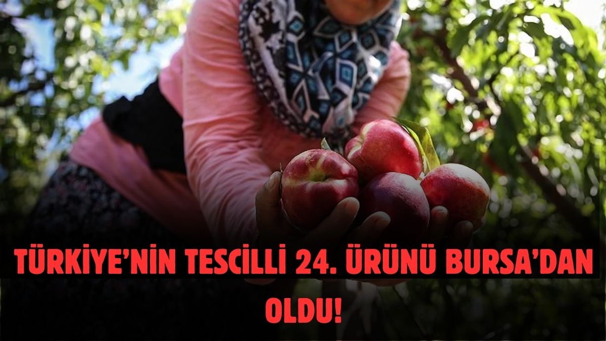 İşte Türkiye’nin AB tescili alan 24 ürünü! Avrupa Birliği duyurdu: Bursa'nın bir ürünü daha listede