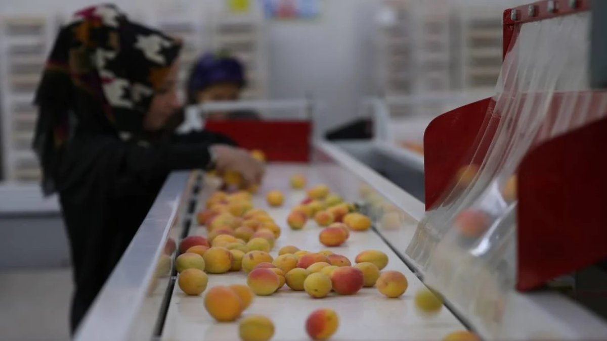 Türkiye'de çeşit çeşit üretiliyor, 20 ülkeye satılıyor! Bu meyvenin pazar sorunu yok: Kapış kapış gidiyor