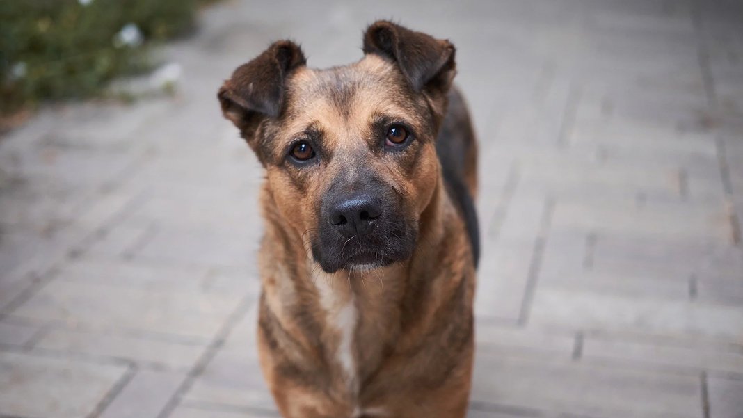 Bir hayvan katliamı iddiası da Kırklareli'nden... Şehir çöplüğünden ölü kedi ve köpekler çıktı