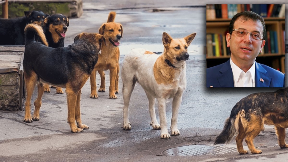 İmamoğlu'ndan sokak hayvanları için çözüm önerisi: Tedavisini yap, kısırlaştır, sahiplendir