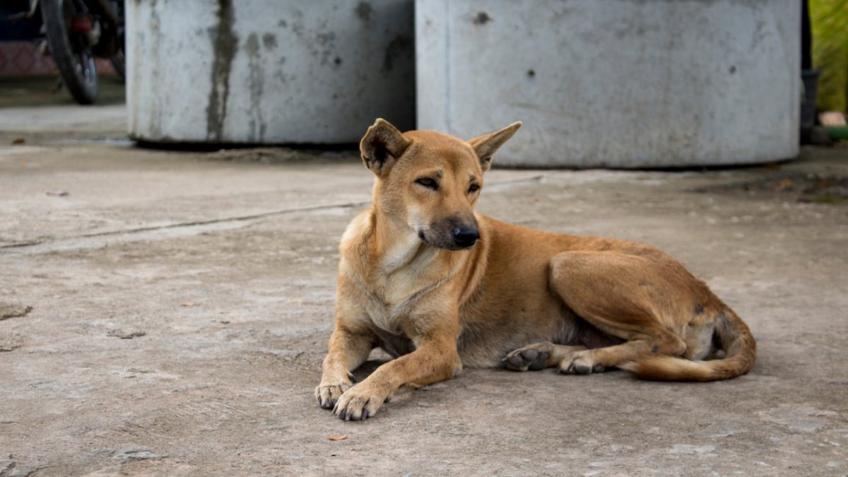 Türk Veteriner Hekimleri Birliği’nden sokak hayvanlarıyla ilgili kanun teklifine tepki: Bu haliyle taslağın yanında olmayacağız