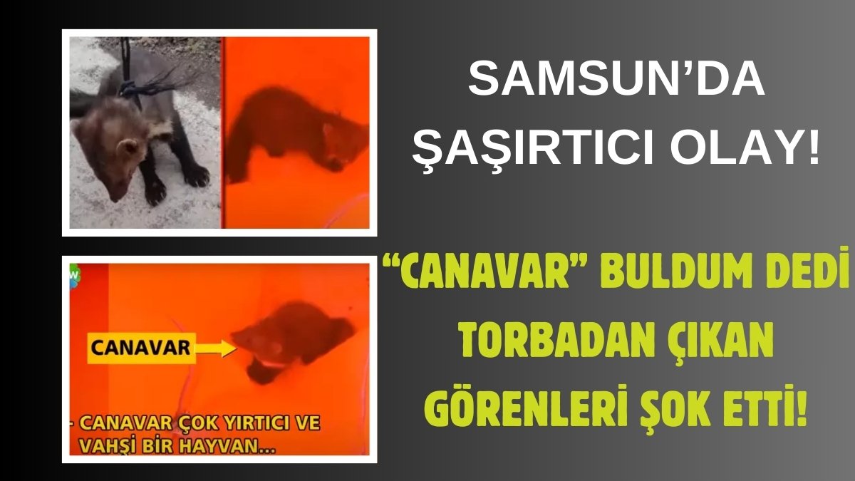 Samsun'da herkesin konuştuğu canavar yakalandı! Silahla nöbet tutuyorlardı: Gören küçük dilini yuttu