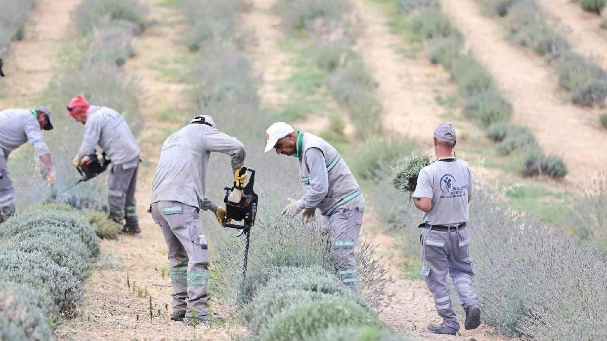 Merkezefendi’nin mor güzelliğinde hasat tamamlandı