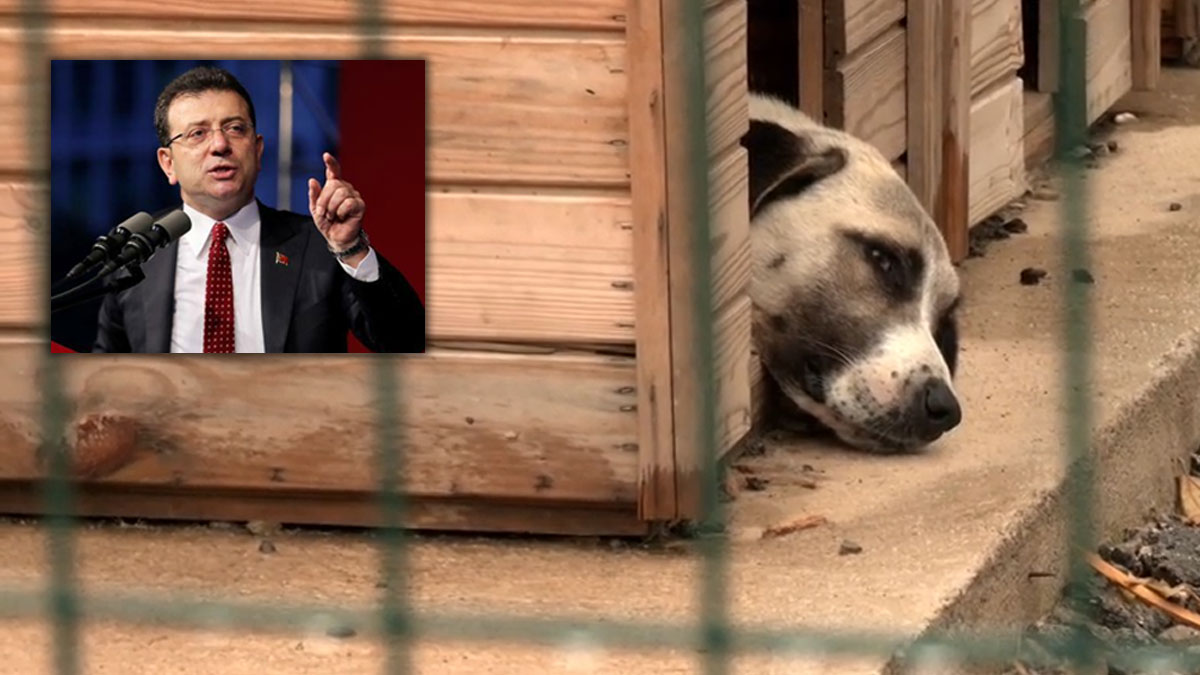 İmamoğlu tek tek sıraladı: Sokak hayvanları yasa tasarısı neden uygulanamaz?