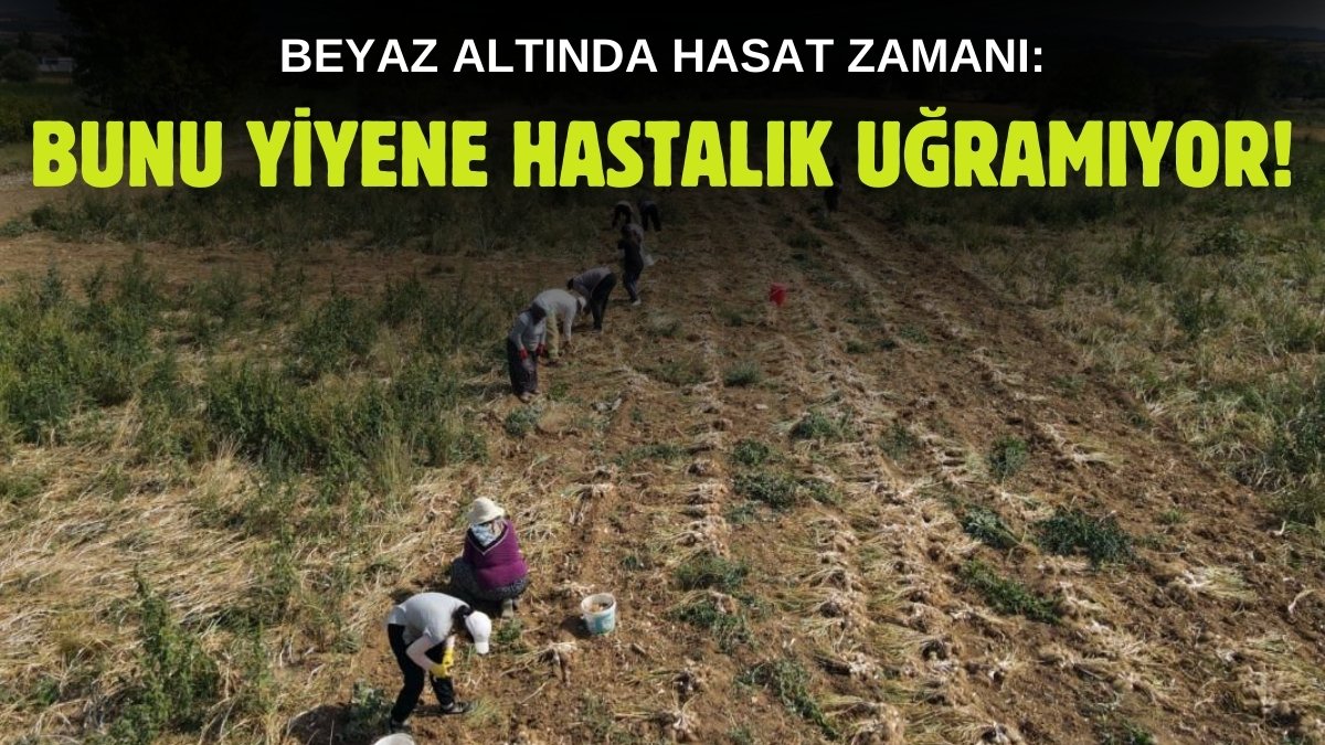 Lezzetini toprağından alıyor, yiyene hastalık uğramıyor! Beyaz altında hasat zamanı: 1 yıl boyunca bozulmuyor