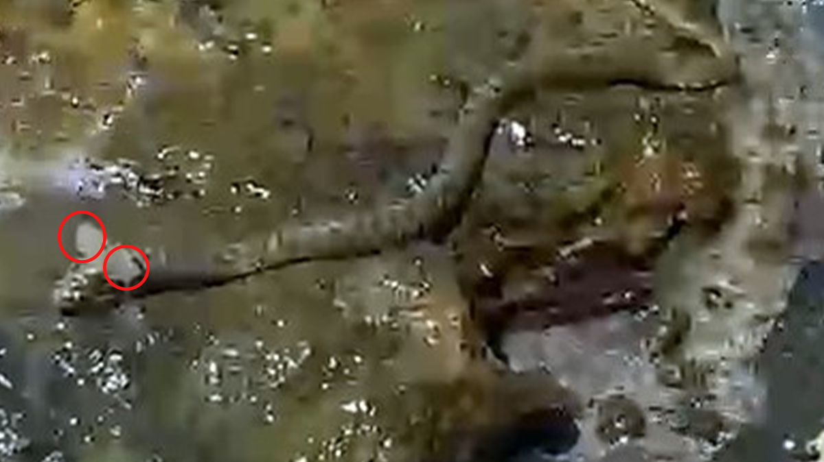 Sahilde panik! Metrelerce uzunlukta, ilginç başlı ve kulaklı...