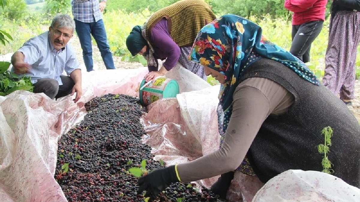 800 yıl boyunca yaşıyor, Türkiye’nin her yerinde bulunuyor! Toplaması zor, kazancı yüksek