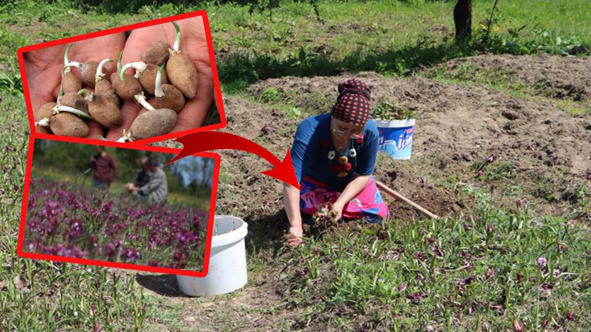 Fındığa ek gelir olsun denildi, kazancı yüksek oldu! 1 metrekareden 1 kilo 670 gram ürün çıktı