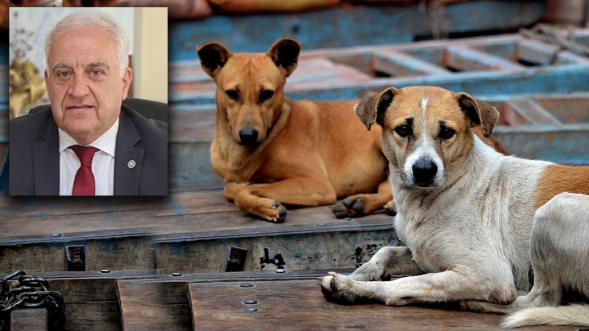 CHP'den sokak hayvanlarıyla ilgili kanun teklifine tepki: Yasalaşırsa görülmemiş bir hayvan katliamı yaşanacak