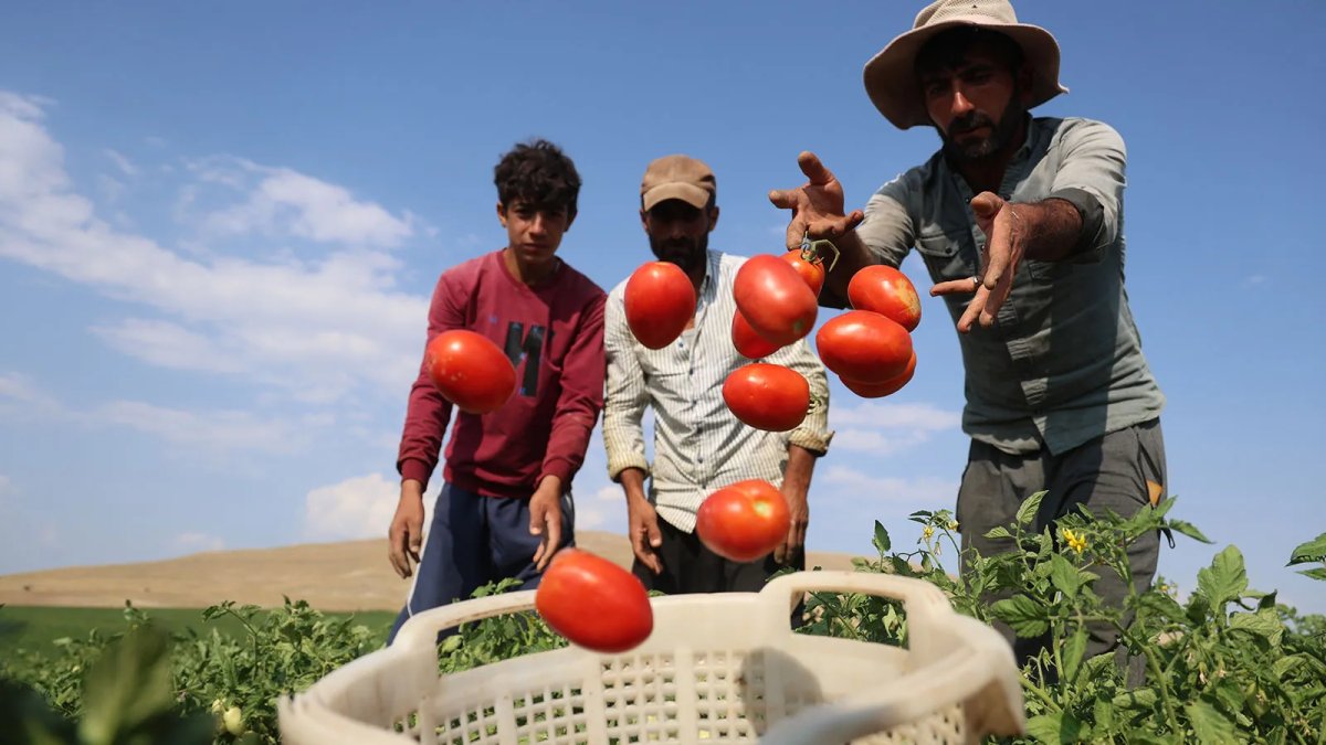 Kışlık menemen yapacaklar koşun! Pazarda 30 tarlada 8 lira: Tarladan poşete ilk hasat başladı
