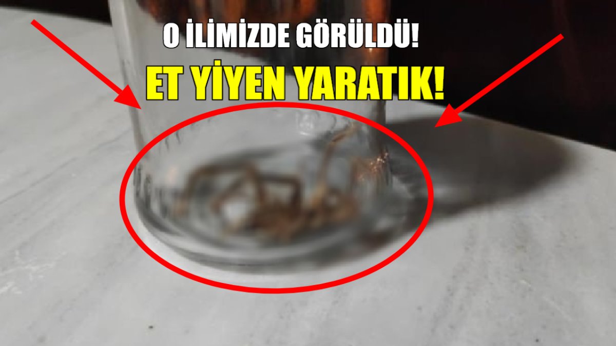 Konya'dan sonra şimdi de o ilimizde görüldü! Çok güçlü zehre sahip: 1 metreye kadar zıplıyor ve et yiyor