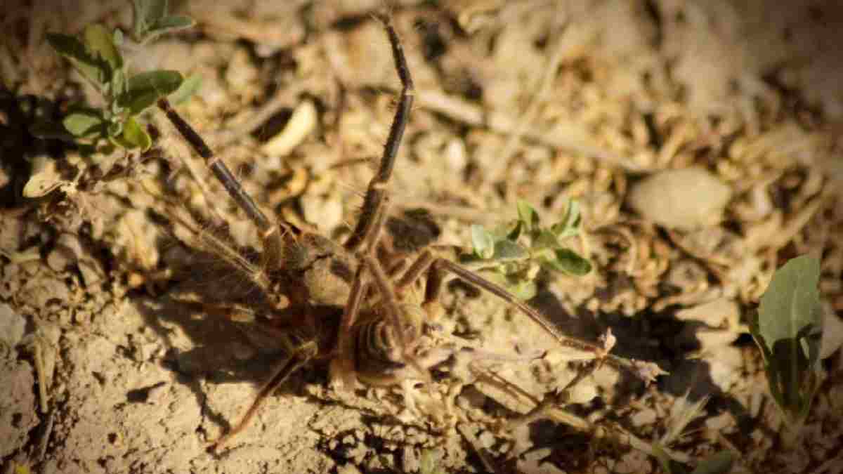 Tarlaya bahçeye sakın çıkmayın! Bir damla zehri bile öldürmeye yetiyor: Et yiyen örümcek o ilde görüldü