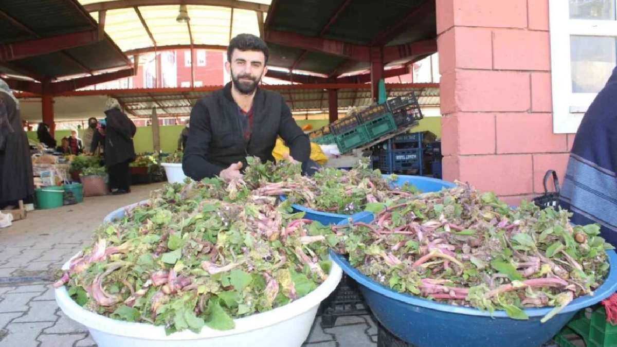 Toprakta kendiliğinden bitiyor, Akdeniz’de yok satıyor! Yaprağından çiçeğine kadar şifa sağlıyor