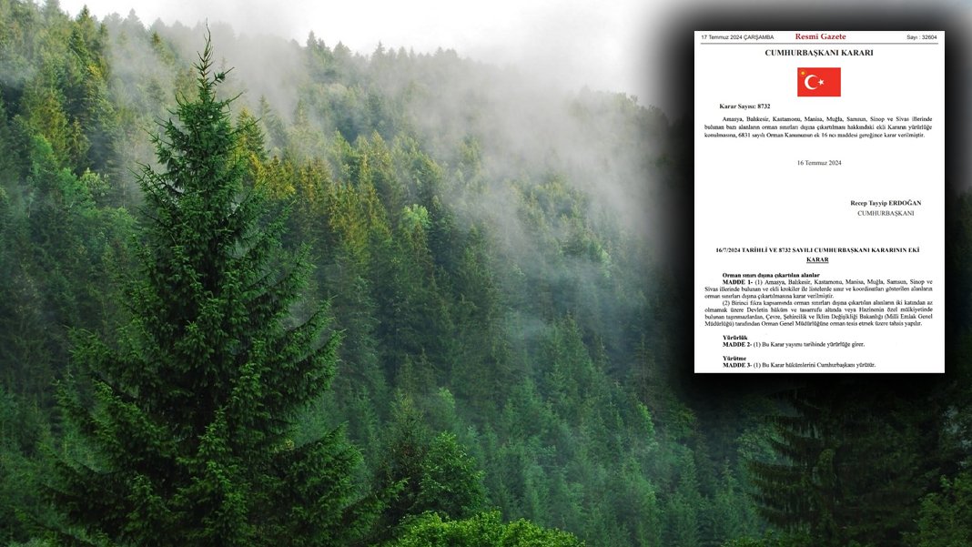 Tüm itirazlara rağmen 'ormansızlaştırma' devam ediyor: 8 ilde daha ormanlar arsa oldu