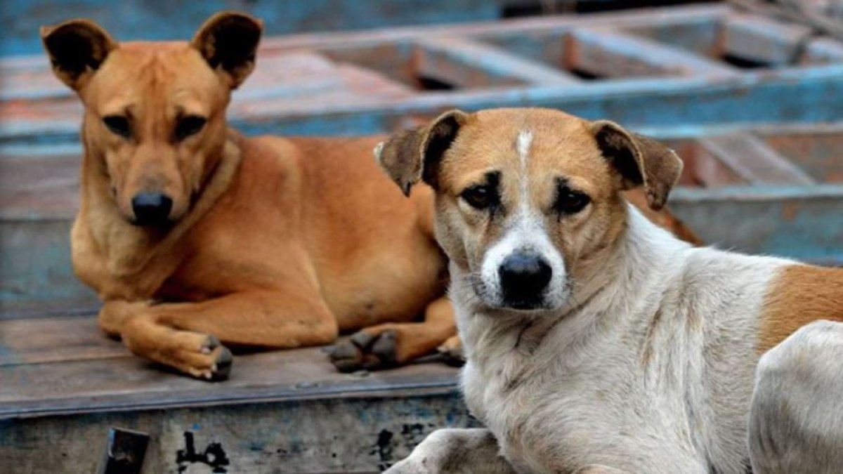 Sokak hayvanlarına yönelik kanun teklifinin görüşmeleri ertelendi