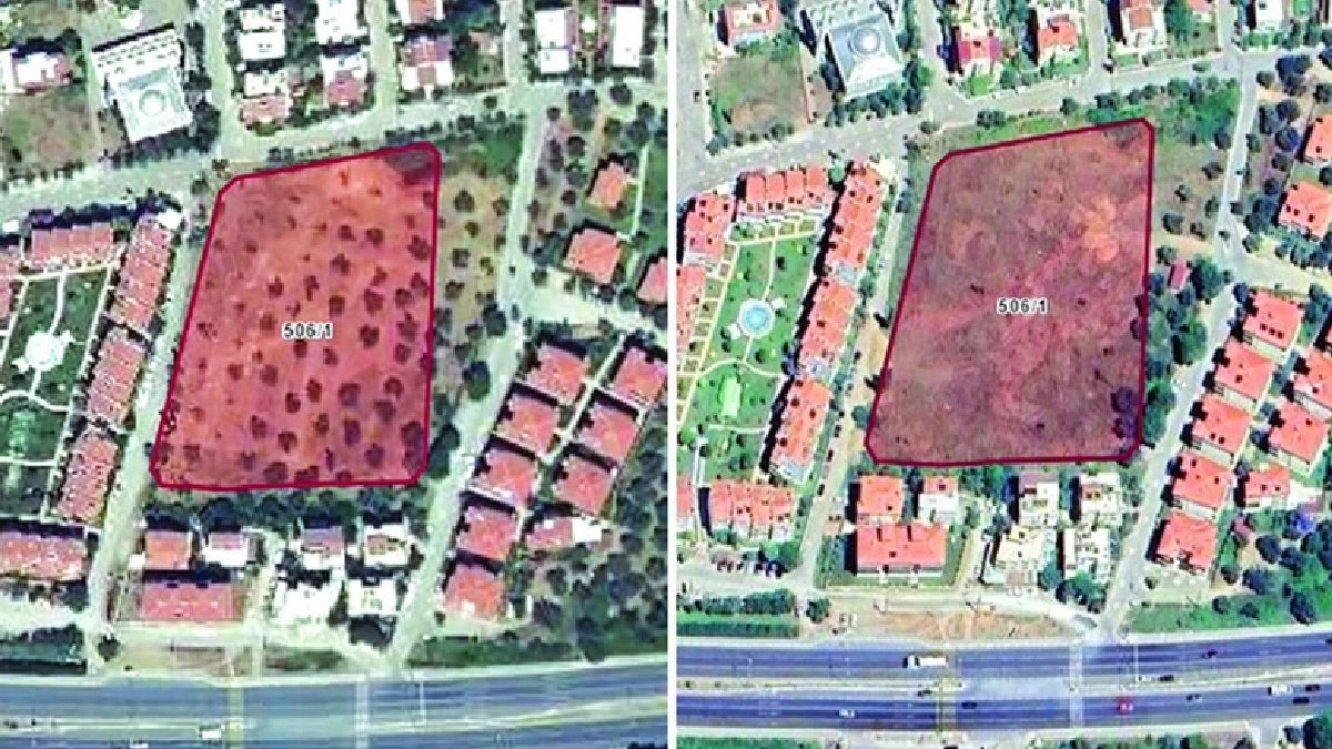 Vakıflar Genel Müdürlüğü zeytinliği konut için ihaleye çıkardı: 100 yaşındaki zeytin ağaçlarını kestiler