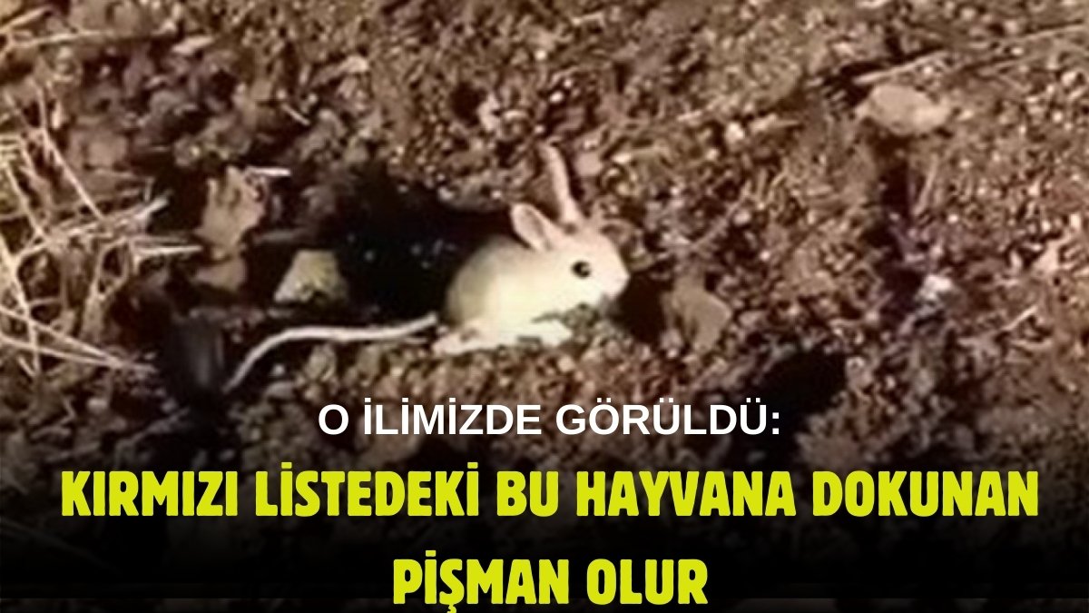 Kırmızı listede yer alan hayvan o ilde ortaya çıktı! Sakın zarar vereyim demeyin, cezası çok ağır