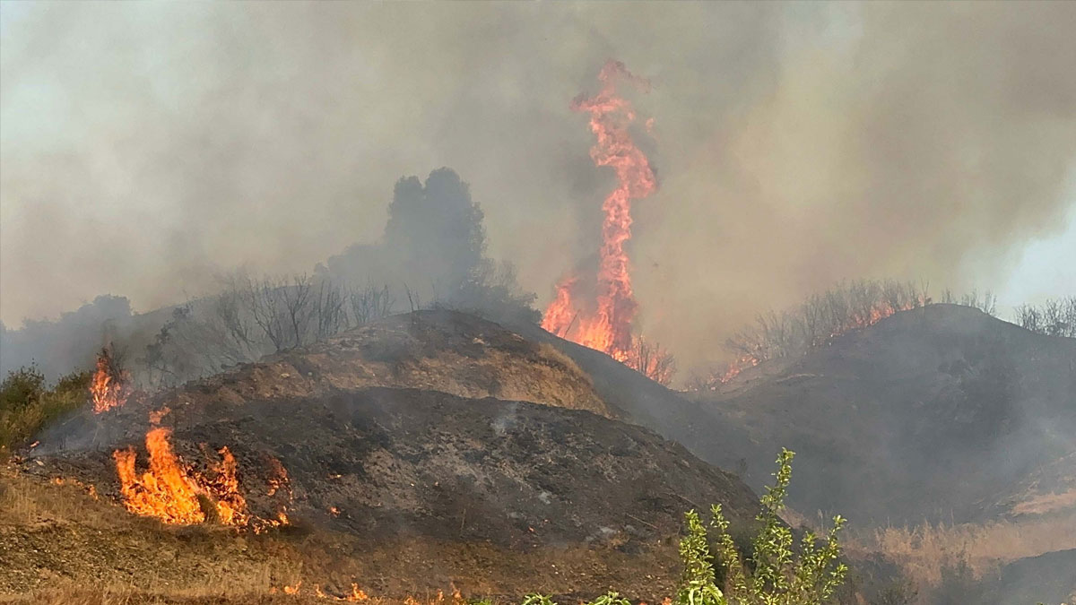 Manisa'da orman yangını