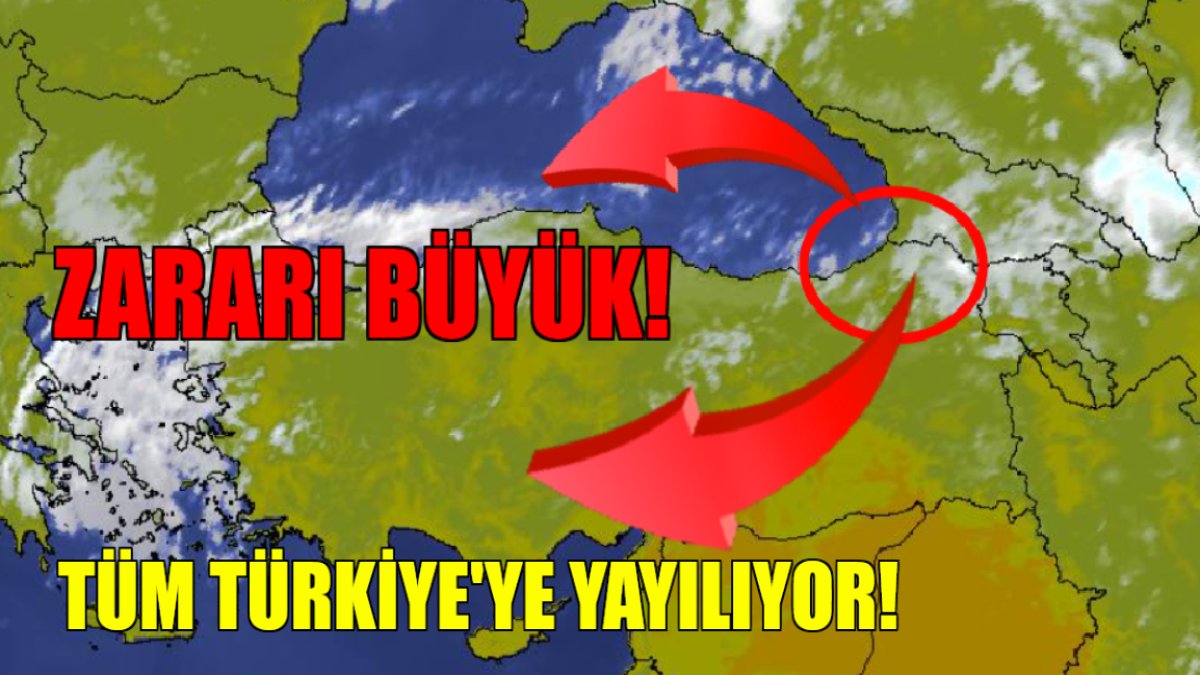 Artvin'de başladı, Karadeniz'e doğru gidiyor, ardından tüm Türkiye'yi saracak! Çok büyük zararı var