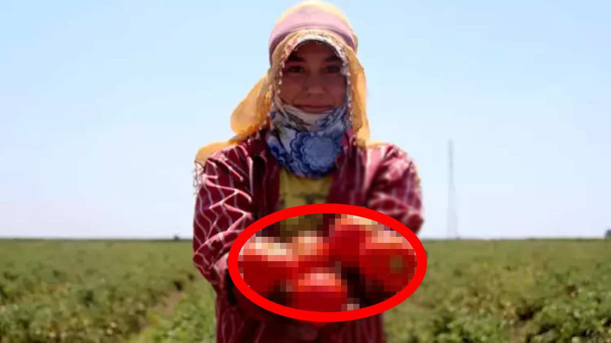 Türkiye'nin tarım ambarında zararına hasat! Türkiye'nin dört bir yanına gönderiliyor tarlada 5 TL'den alıcı buluyor