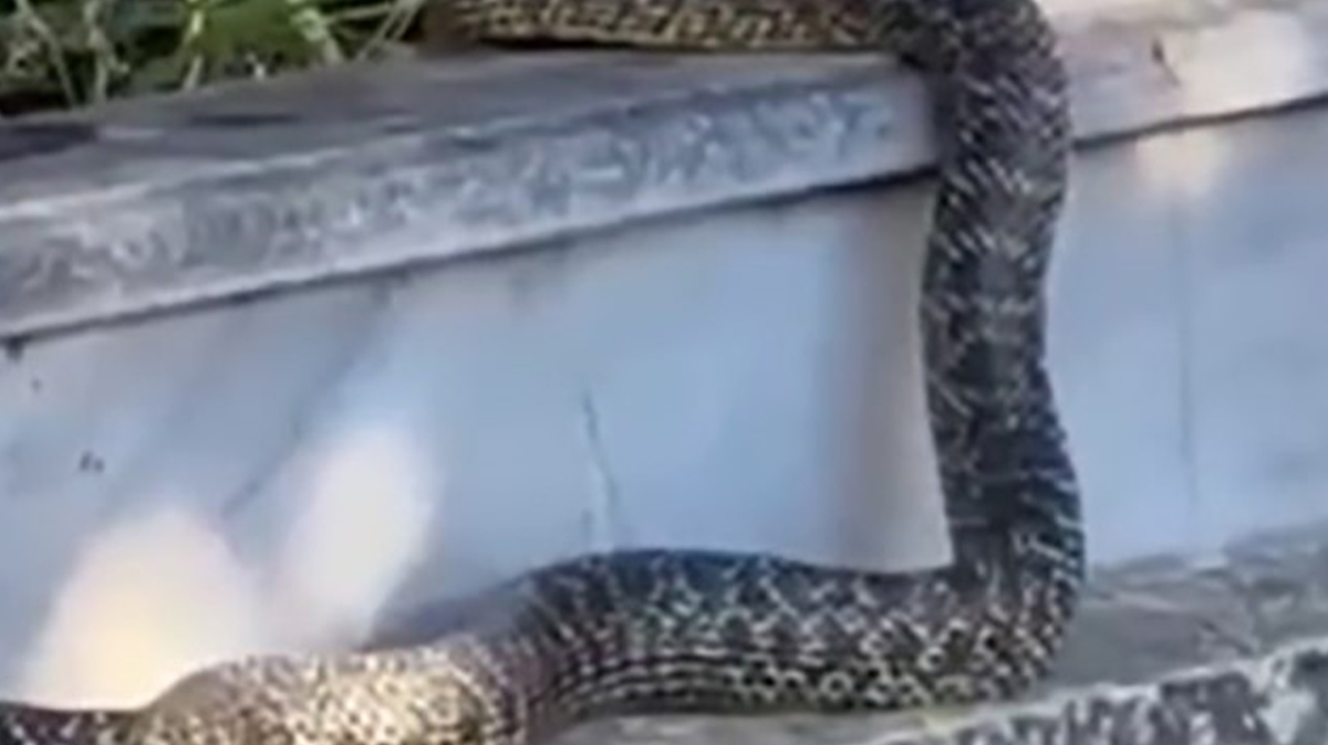 Dev yılan panik yarattı!