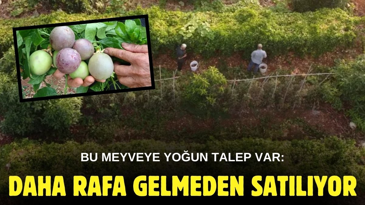 Çok ciddi kazancı var! Gelen elleriyle toplayıp götürüyor, pazara çıkmadan bitiyor: Kilosu 100 TL