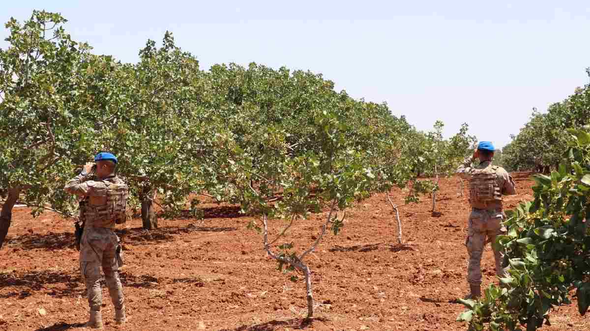 Jandarmanın “Yeşil Altın” nöbeti başladı! Hırsızlık arttı önlem alındı: En korunaklı hasat Antep’te sürüyor