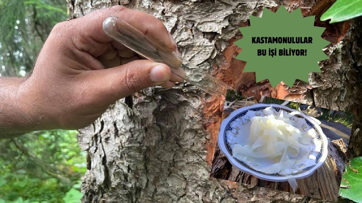 Ağaçların kabuğu soyularak yapılıyor, akciğer ve şekere iyi geliyor! Kıymetini bir tek Kastamonulular biliyor