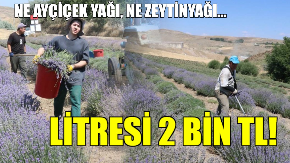 Ne ayçiçek ne zeytinyağı! Litresini 2 bin liraya satıyor: Yurt dışından getirdiği fidelerle tarla kurdu