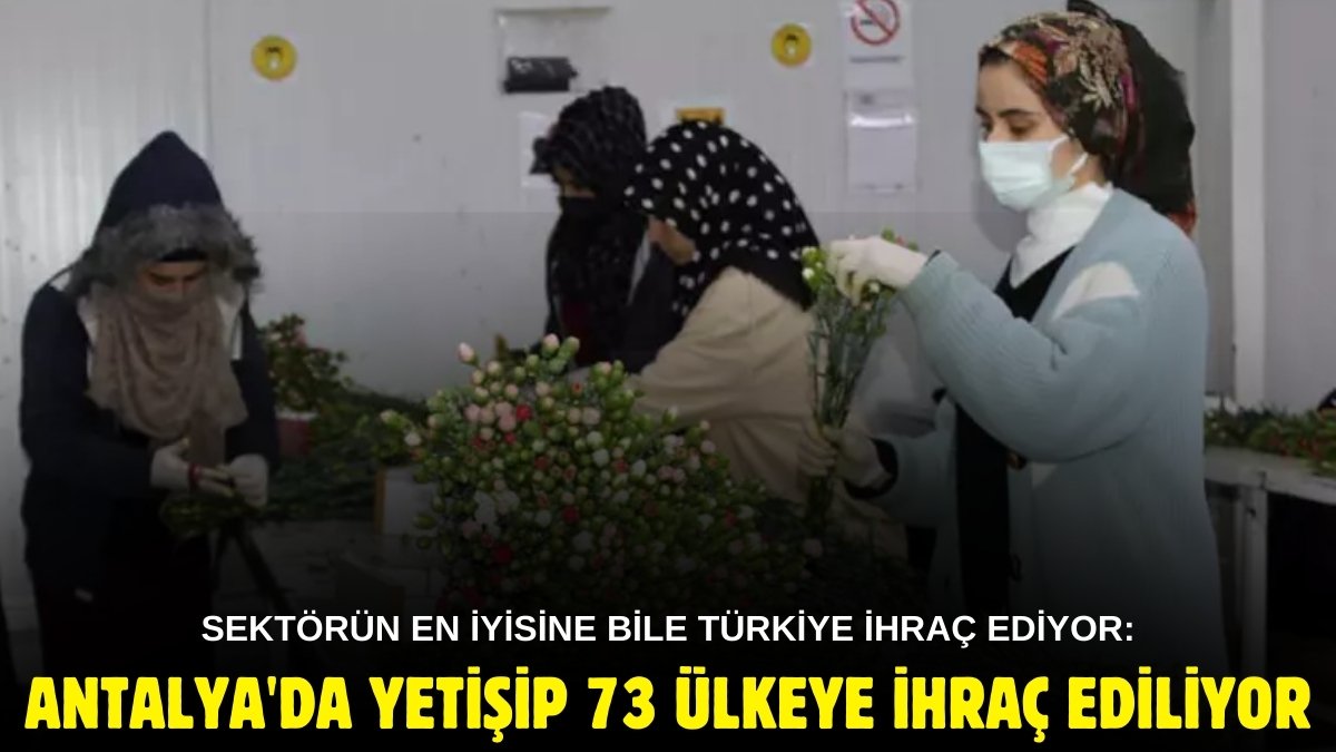 Sektörde birinci ülke bile Türkiye'nin kapısını çalıyor! Antalya'da yetişip 73 ülkeye ihraç ediliyor
