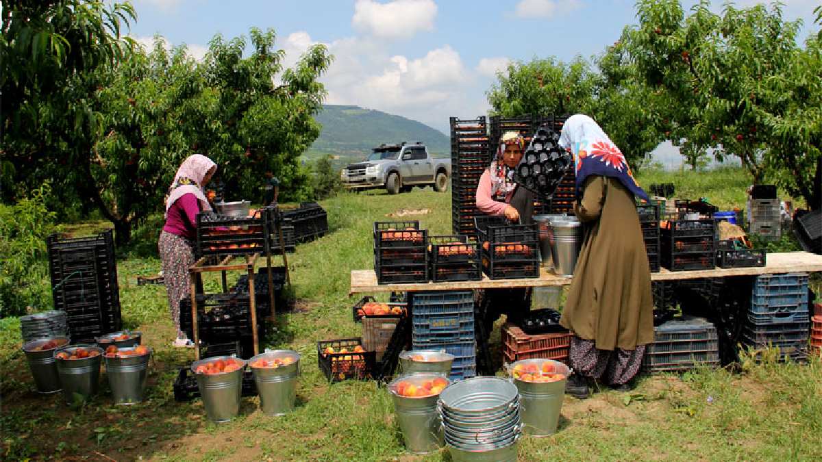 Bahçesi bulunan üreticinin yüzü gülüyor! Yoldan geçenler bile hayran kalıyor!1 dönümden tonlarcası toplandı, 30 TL’den satılıyor