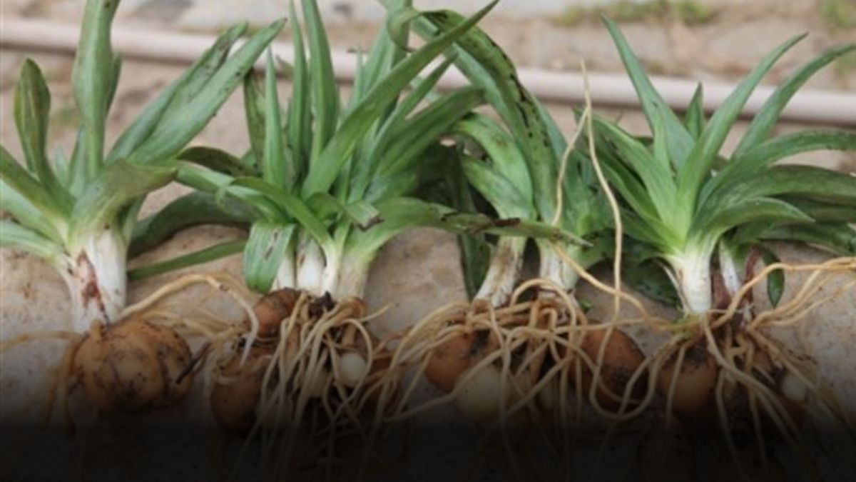 Domatesi salatalığı bırakın bunu ekin! Hasatta inanılmaz bereket: Bir kere eken köşeyi dönüyor