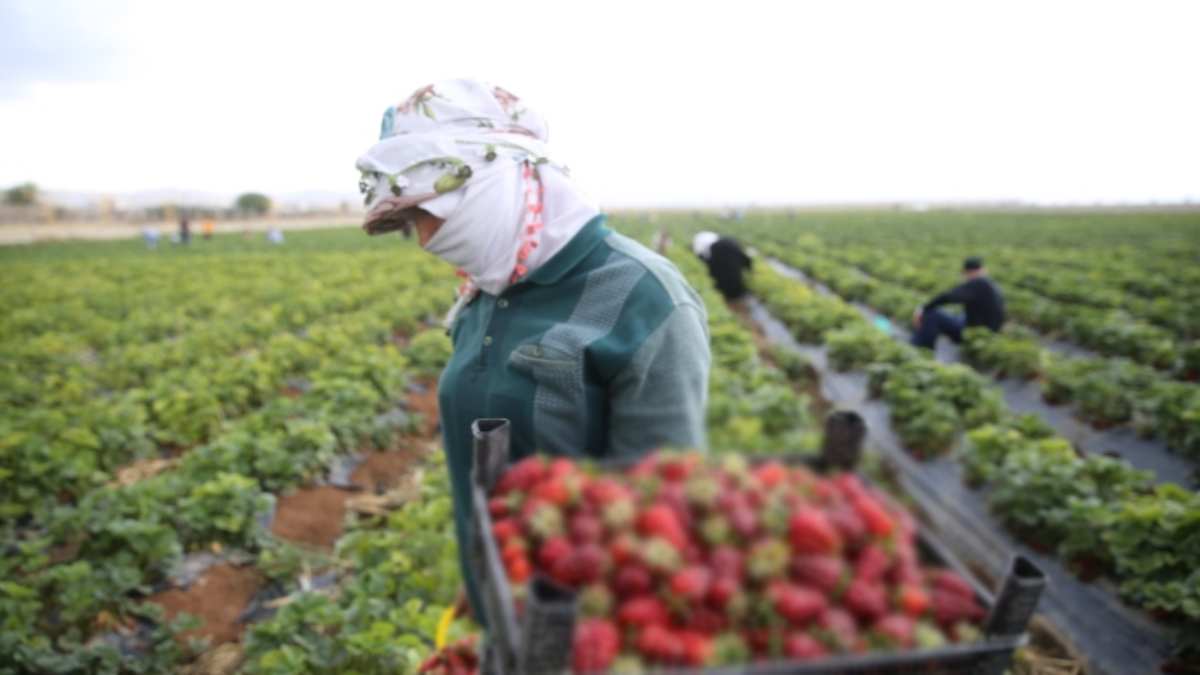 Yılda 2 kez ürün veriyor, dalında bir tane kalmıyor! En çok bunu üreten kazanıyor, eken anında tüketiyor