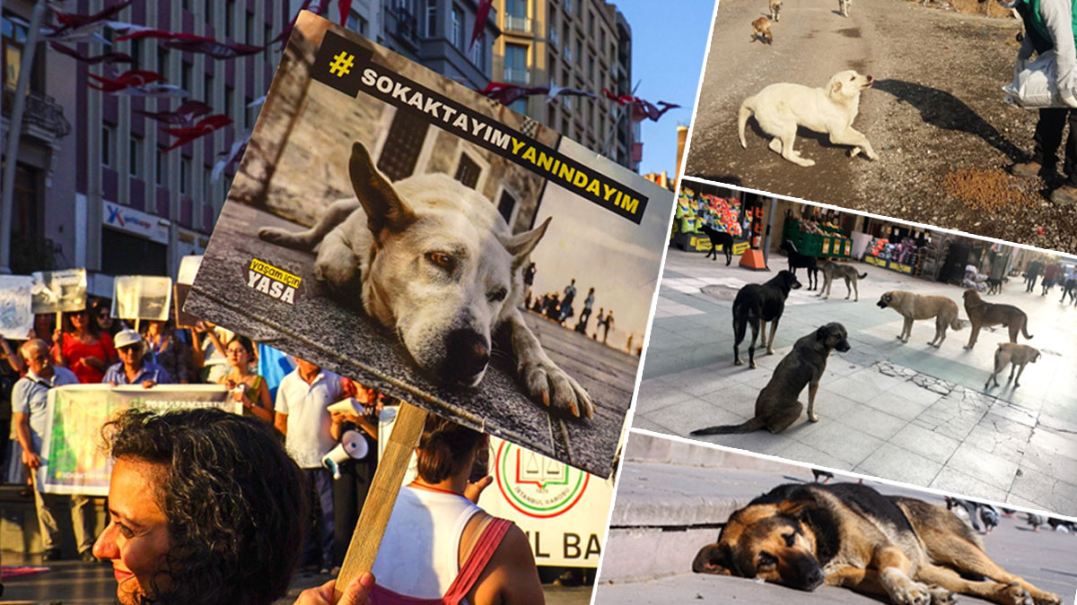 Kanun teklifi görüşmeleri ertelendi: Türkiye’de kaç sokak hayvanı var ve dünyadaki çözümler neler?