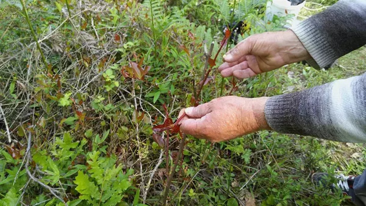 Bir değil bin hastalığa şifası var! Doğada kendiliğinden yetişiyor, bilen topluyor: Doğal antidepresan