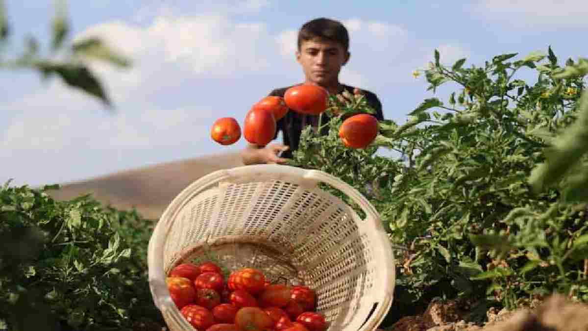Fahiş fiyatları gördü 3 bin dönüme ekti! Elazığlı üreticiden çağrı: 'Markette 30 TL vermeyin gelin bahçeden 8 TL'ye alın'